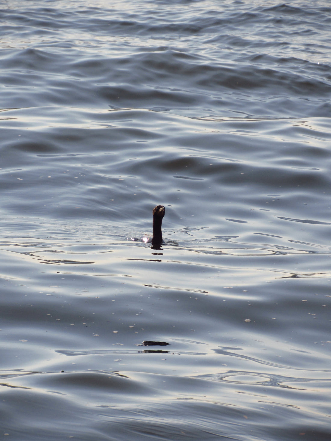 How to Perform Self-Ruqyah to Remove Sihr - Complete Step-by-Step Guide